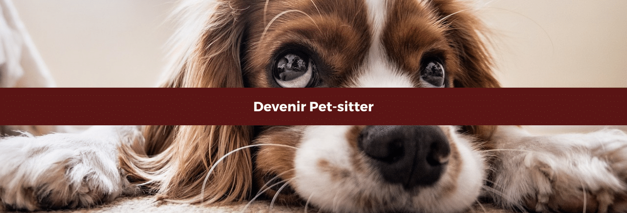 Devenir pet-sitter